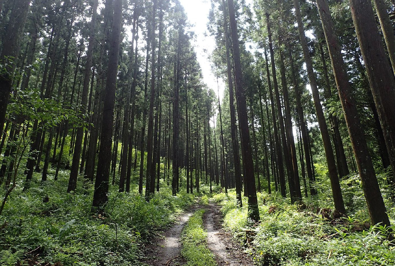森林の写真